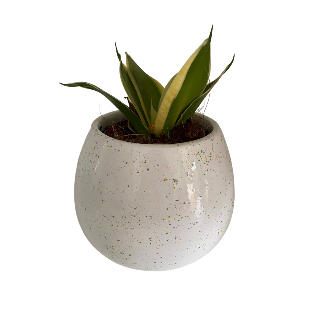 Fresh fig - Hand painted ceramic soy wax three wick candle